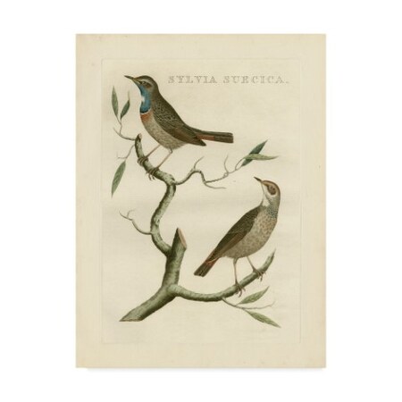 Trademark Fine Art Nozeman 'Nozeman Birds Ii' Canvas Art, 18x24 WAG02542-C1824GG